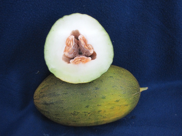 Piel de sapo type melon 52-630 p2